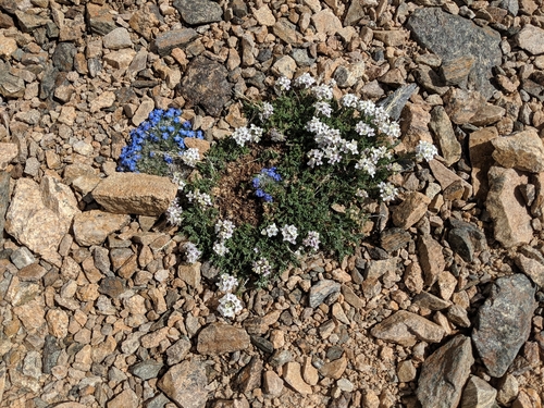 pale alpine forget-me-not (Eritrichium argenteum)