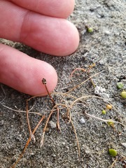 Eleocharis neozelandica