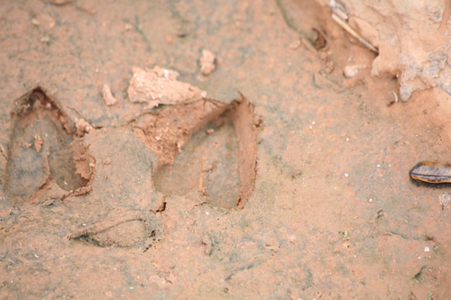 Cuvier's Gazelle