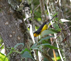 Myioborus ornatus