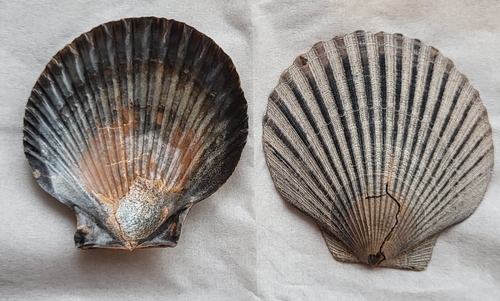 Aequipecten opercularis