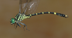 Nychogomphus duaricus