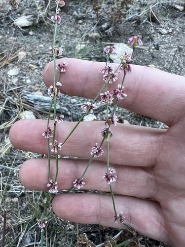 Davidson's buckwheat (Eriogonum davidsonii)