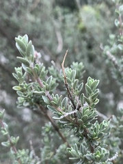 Syncolostemon eriocephalus