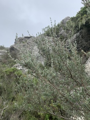 Syncolostemon eriocephalus