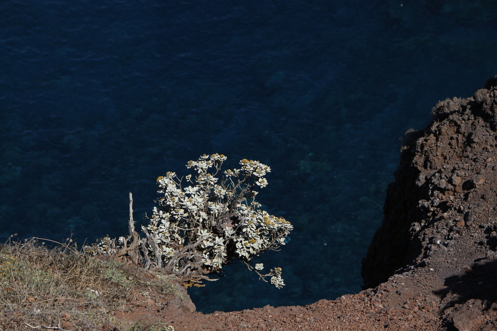 Helichrysum obconicum; photograph (c) Alain Le Magueresse, some rights reserved (CC BY)