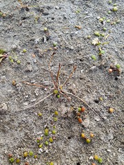 Eleocharis neozelandica