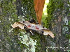 Amplypterus panopus
