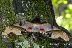 Amplypterus panopus