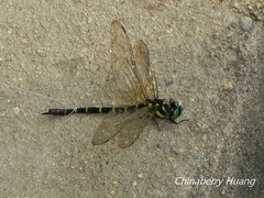 Anotogaster sieboldii