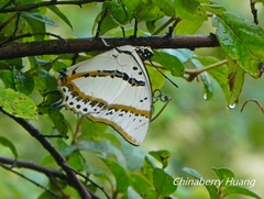 Polyura nepenthes