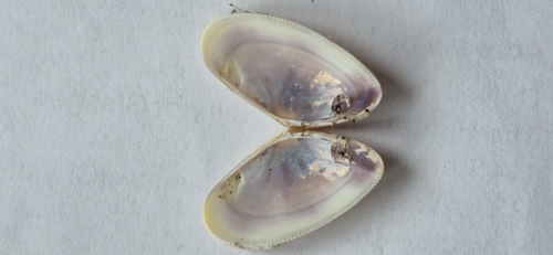 Donax vittatus