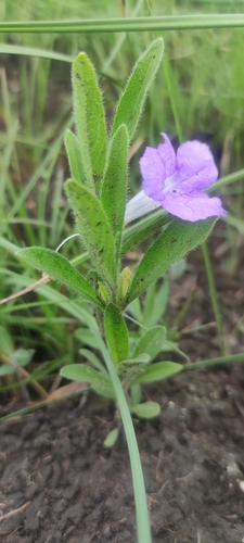 Ruellia geminiflora, photograph 2