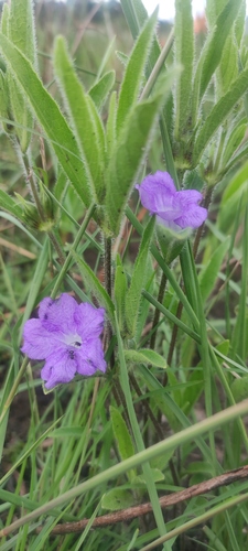 Ruellia geminiflora
