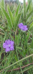 Ruellia geminiflora