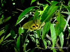 Eudocima sikhimensis