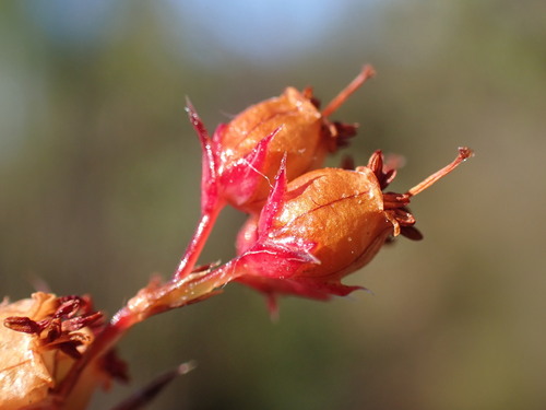 Giraffe Heath (Erica polifolia)