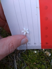 Wahlenbergia albomarginata