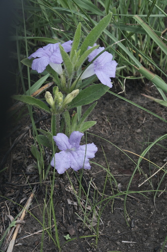 Ruellia geminiflora, photograph 3