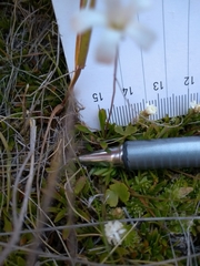 Wahlenbergia albomarginata