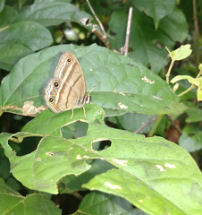 Cissia proba