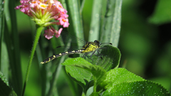 Hemigomphus