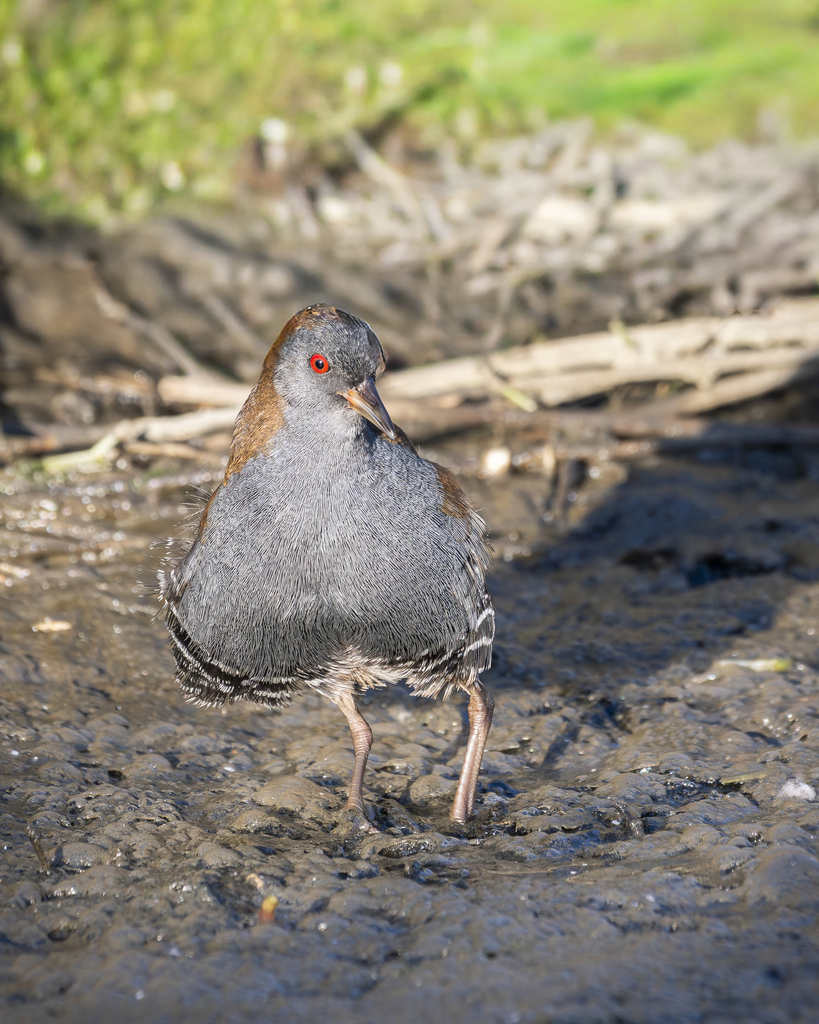 Dot-winged Crake in March 2023 by Katherine Sanhueza Bravo · iNaturalist
