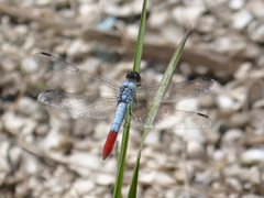 Planiplax erythropyga