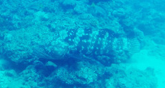 Epinephelus malabaricus