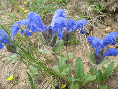 Dracocephalum grandiflorum