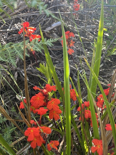 Red Inkflower (Harveya stenosiphon)