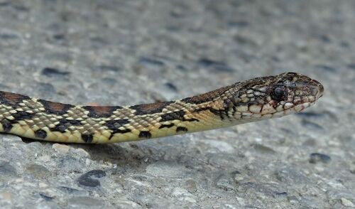 Horseshoe Snake, Hemorrhois hippocrepis