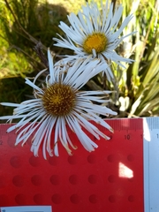 Celmisia armstrongii