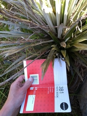 Celmisia armstrongii