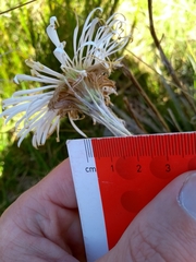 Celmisia armstrongii