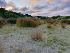 Eleocharis neozelandica