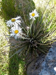 Celmisia armstrongii