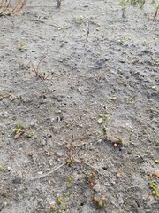 Eleocharis neozelandica