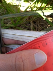 Celmisia armstrongii