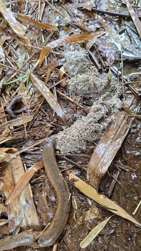 Mayotte Smooth Snake