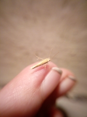 Stathmopoda skelloni