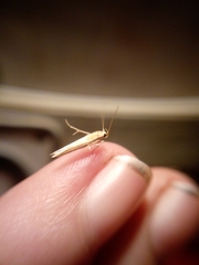 Stathmopoda skelloni