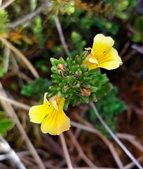 Euphrasia cockayneana