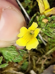 Euphrasia cockayneana