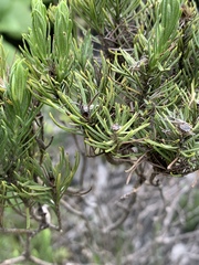 Arrowsmithia tenuifolia