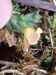 Euphrasia cockayneana