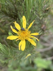 Arrowsmithia tenuifolia