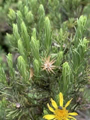 Arrowsmithia tenuifolia