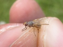 Ditaeniella grisescens