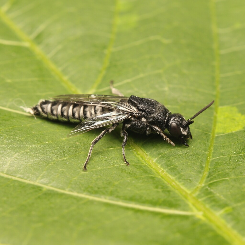 Dimorphothynnus